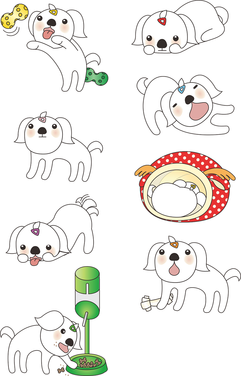 animal, puppy, maltese-1539827.jpg