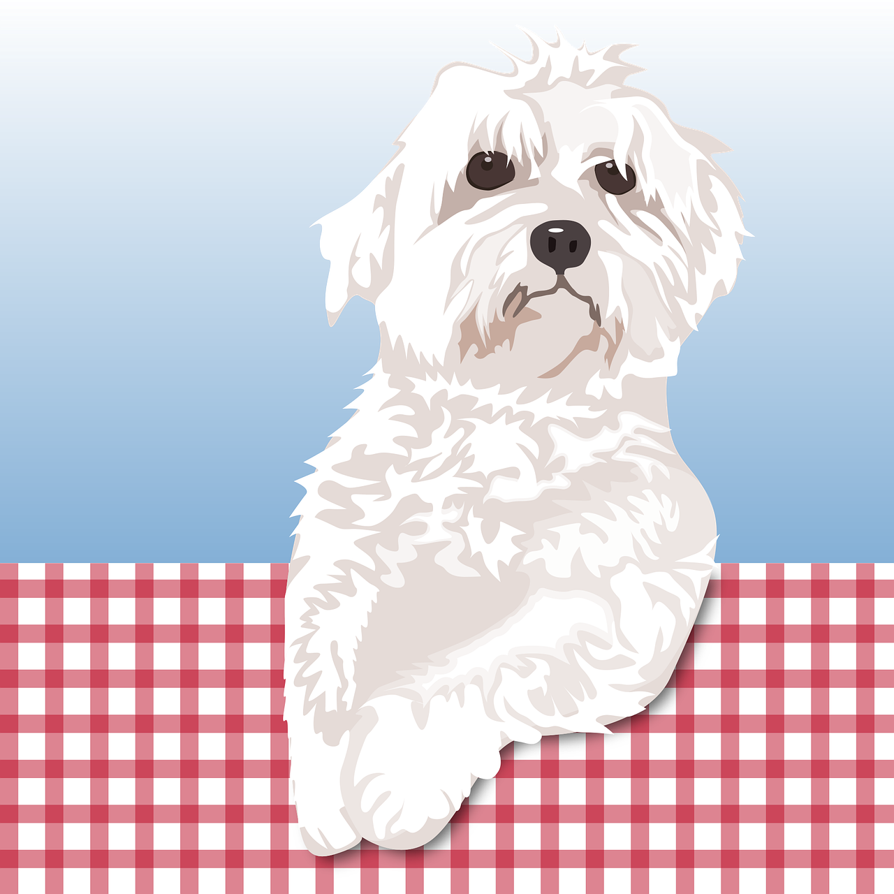 dog, maltese, cute-4899189.jpg