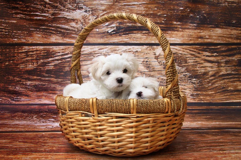 dog, maltese, puppy-1027549.jpg